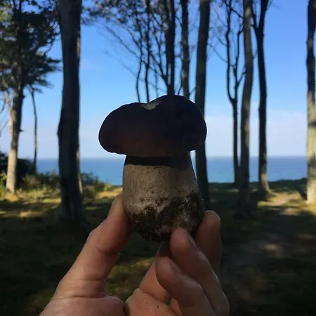 Morska Dębina Dom wakacyjny Debina (Ustka)